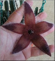 Stapelia 16